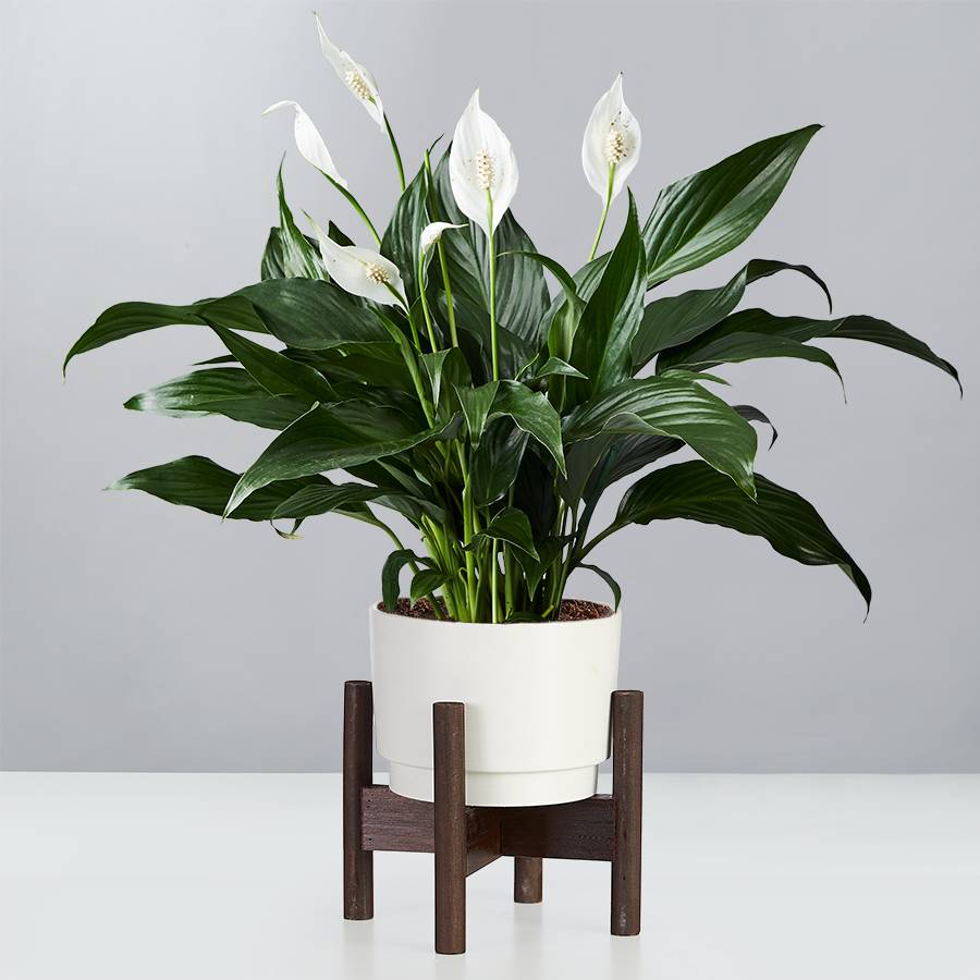 spider plants benefits Variegated Spider Plant for Sale | Buy Houseplants Online
